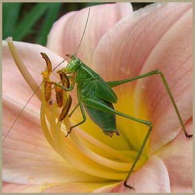 greenkatydid@sfba.social