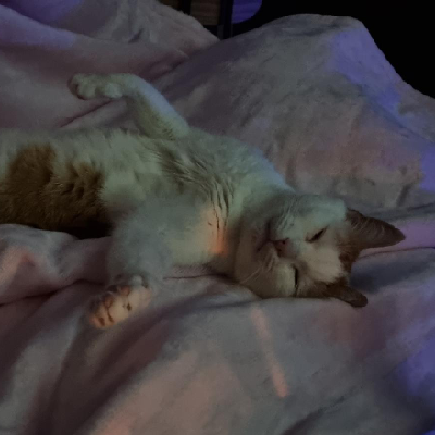 grayrattus@mastodon.social