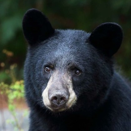 guizzy@shitposter.world