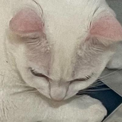 WhiteCatTamer@mastodon.online