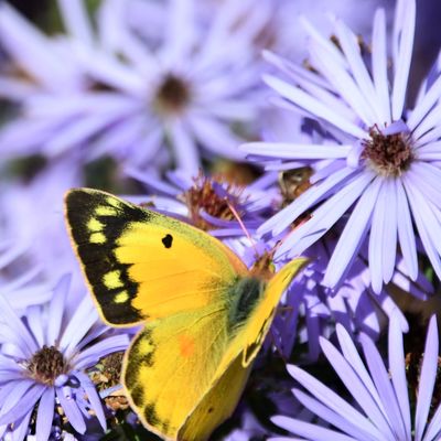 scissortail@digipres.club