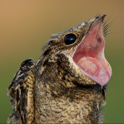 nightjar@twoot.site