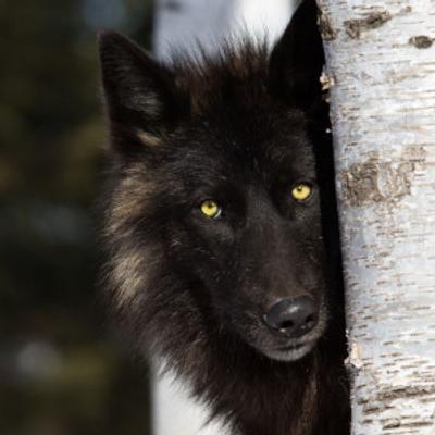 wifwolf@packmates.org