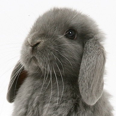 ellie@awesomefreakingbunnies.online