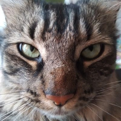 Cat_Toots@mastodon.social