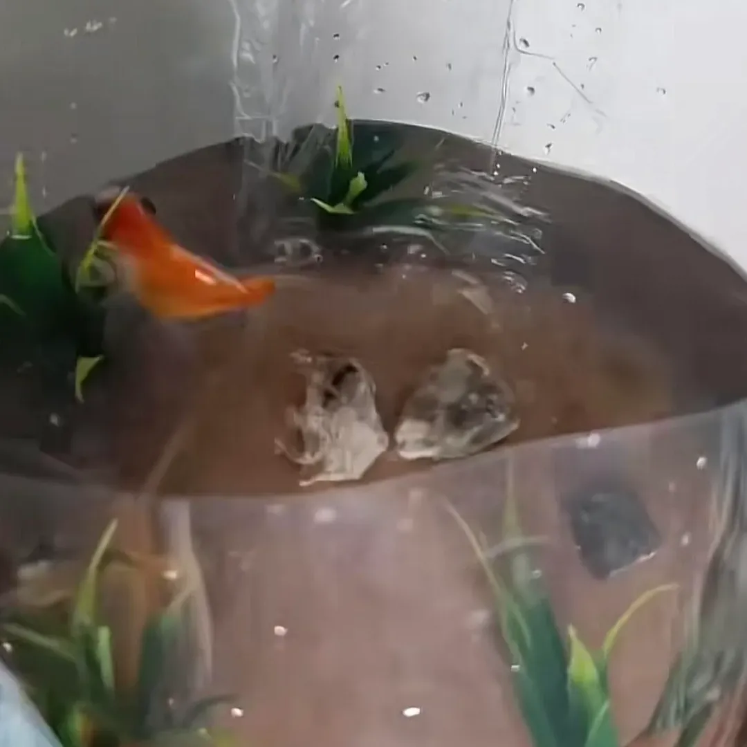 winsdominoes@fedi.winscloud.net