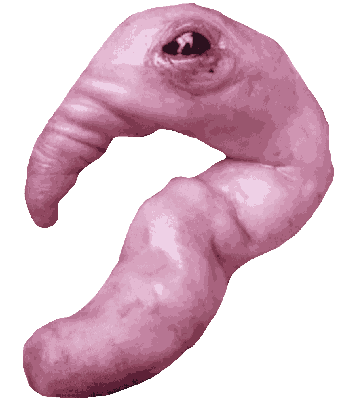 garloid