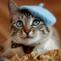 littlemiao@babka.social