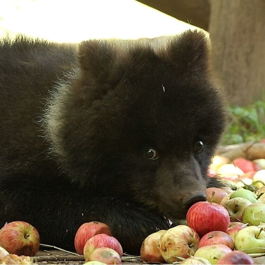 flower@brain.worm.pink