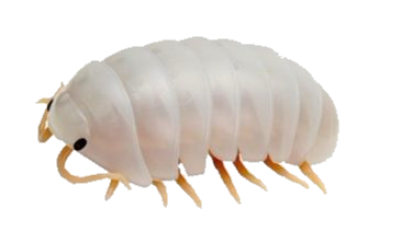 isopod5