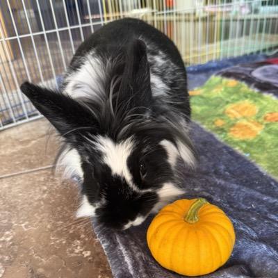 Satori@mastodon.thirring.org