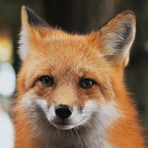 toomanyfoxes@icy.arcticfluff.eu