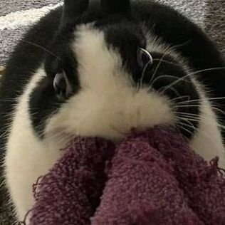 MURRUMUR@social.xenofem.me