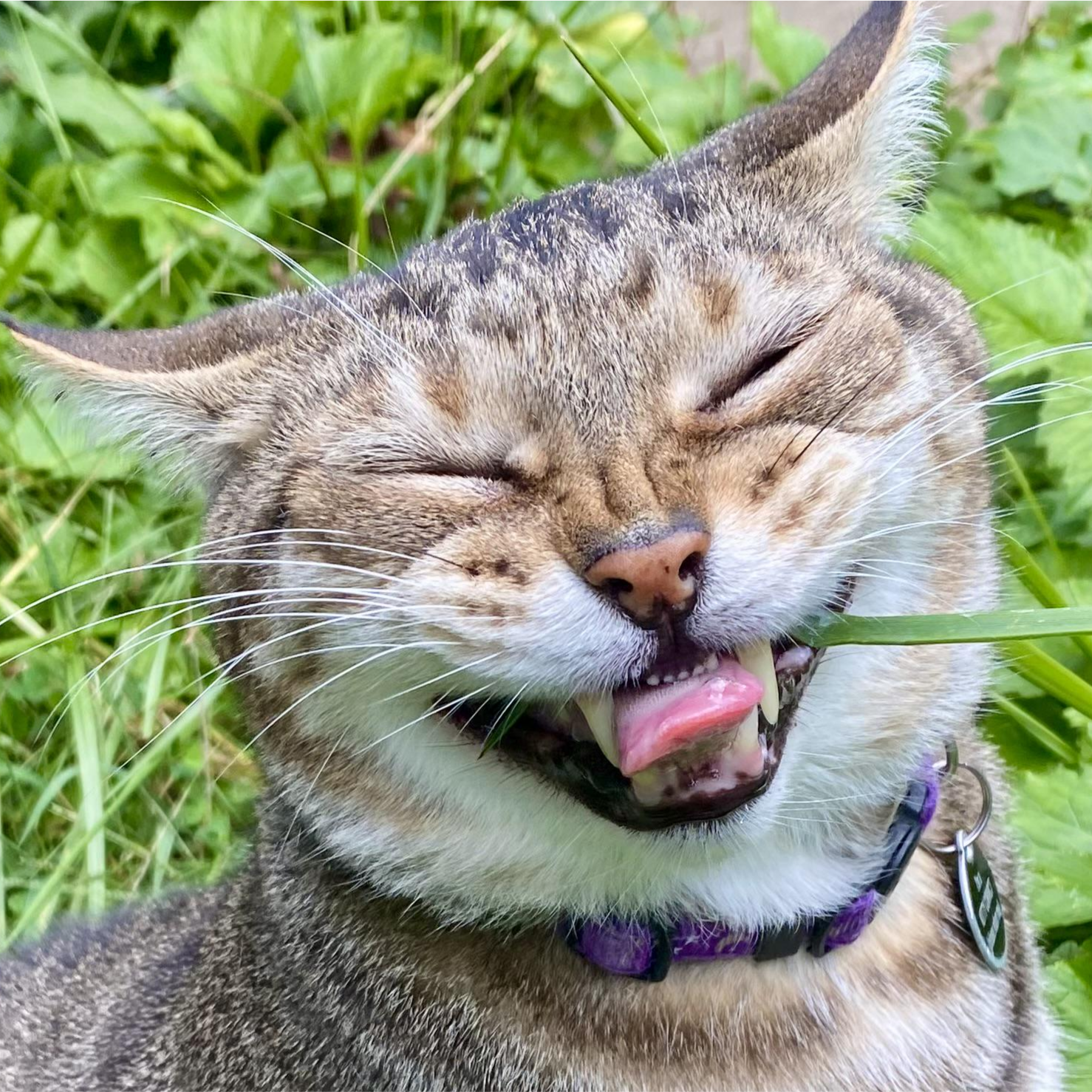 l@lea.pet