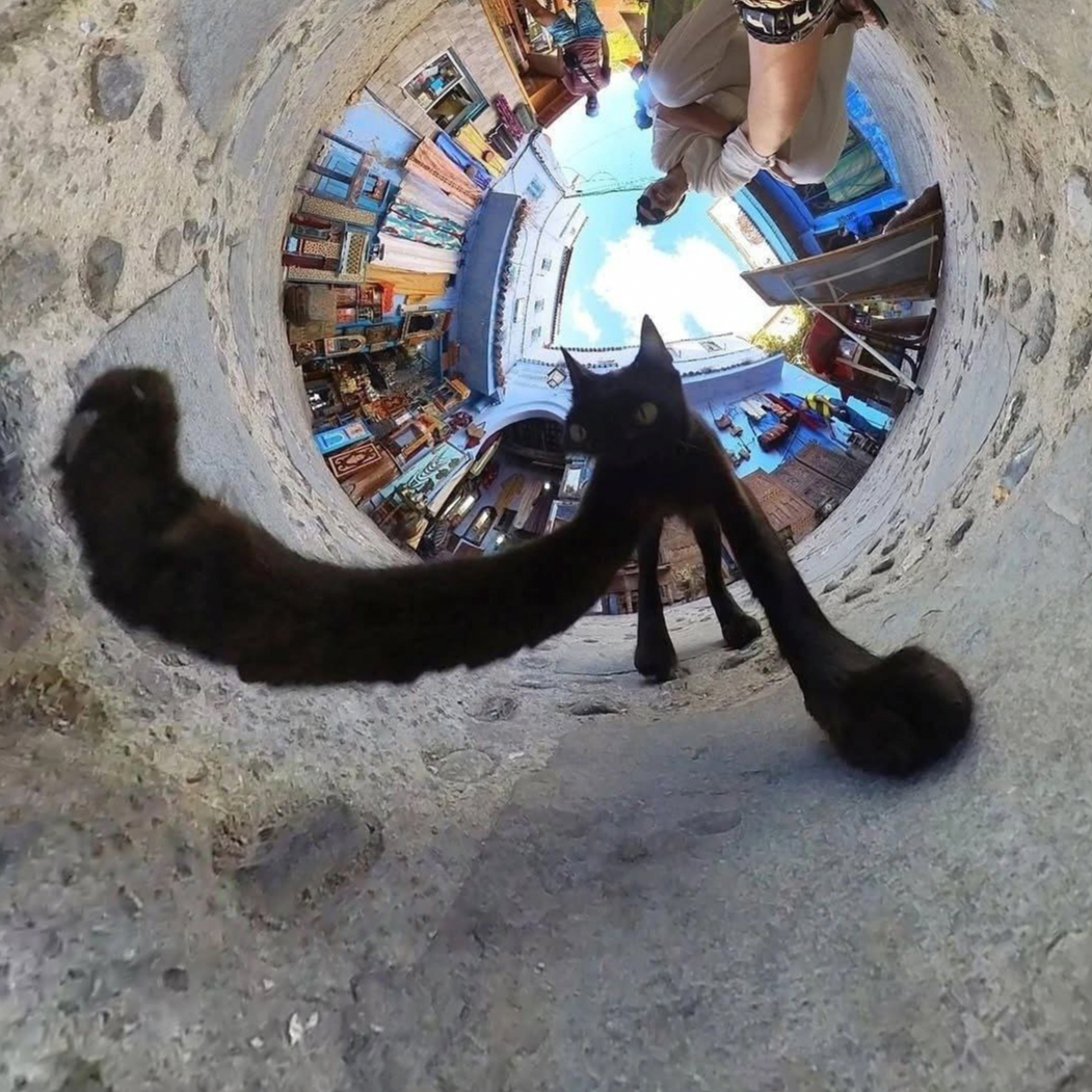 cat8124@mk.ilyamikcoder.com