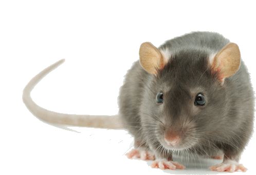 rat2