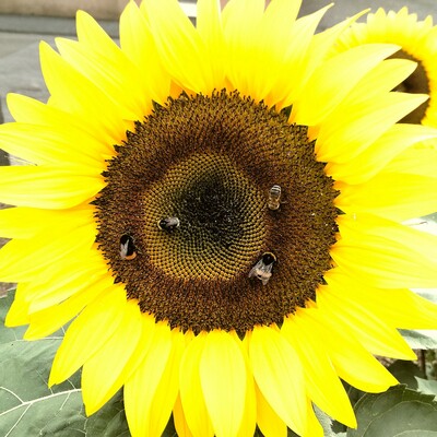 u_urban@social.tchncs.de