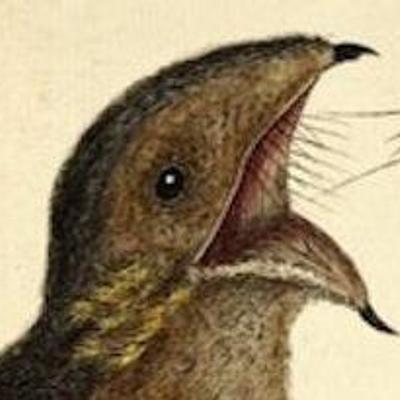 nightjar@twoot.site