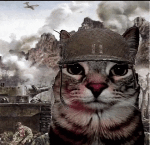 war_cat