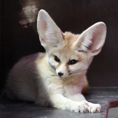EllaMadelineK@mastodon.social