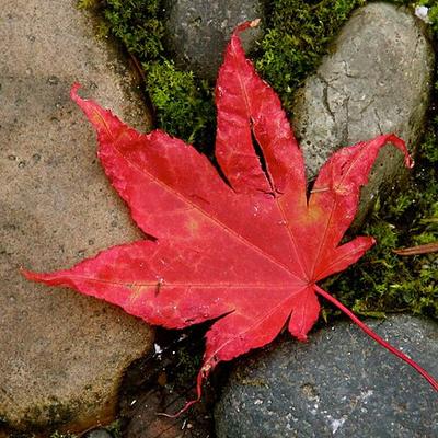 meadow@lgbtqia.space