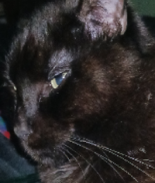 lori@cambrian.social