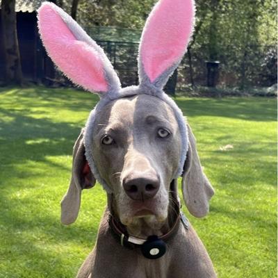 ford____prefect@mastodon.social