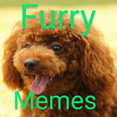 furrymemes@bark.lgbt