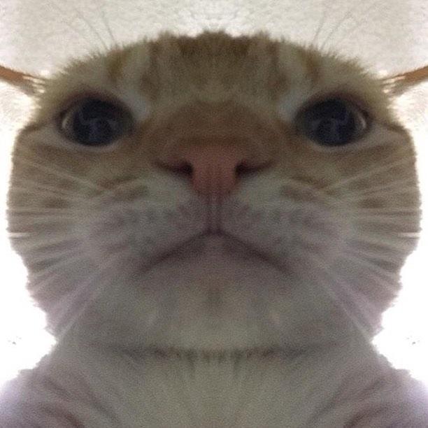 catstare