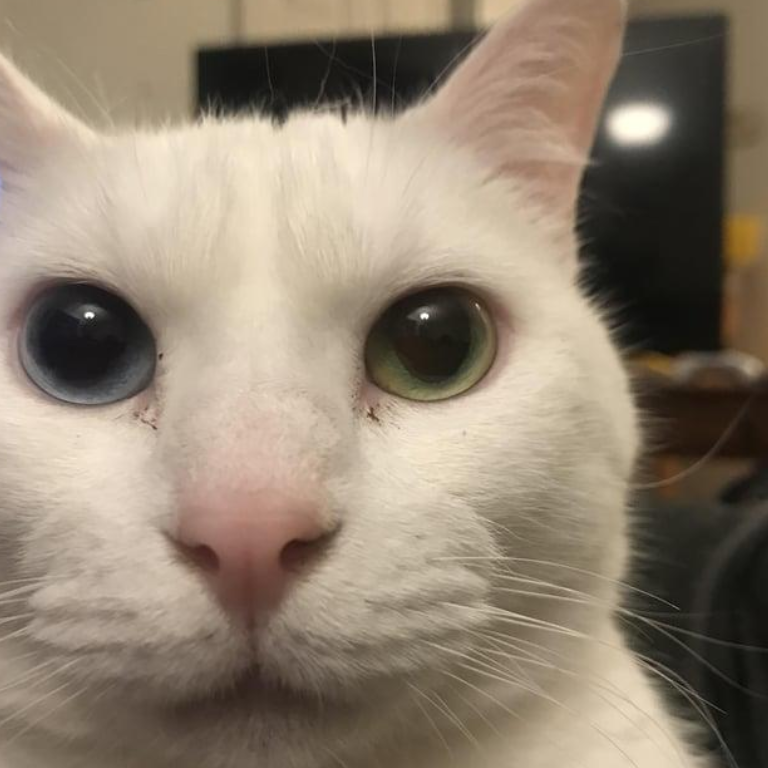cat_canny