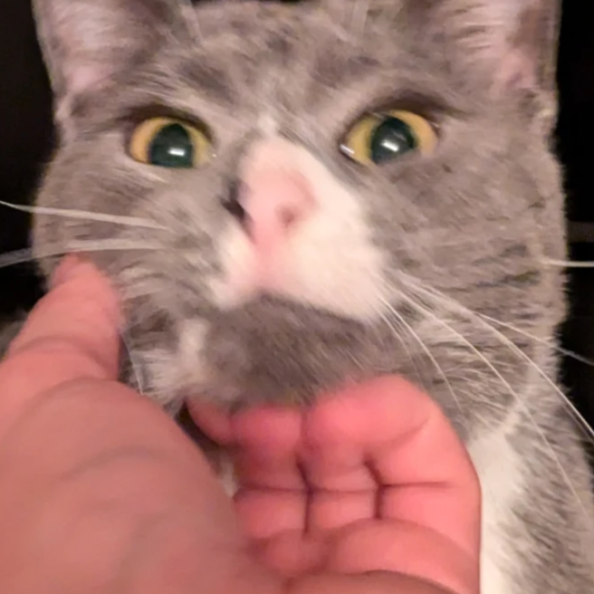 breadcat@kitty.social