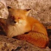 sleepyfox@hachyderm.io