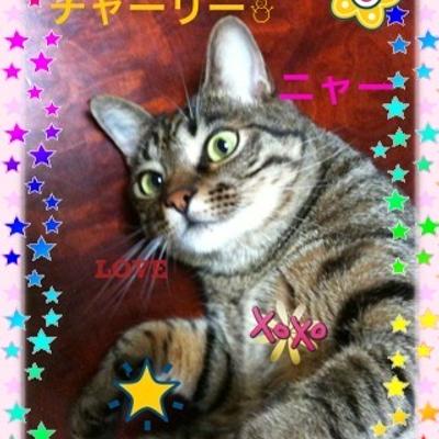 FlockOfCats@famichiki.jp