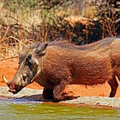 erici@linuxrocks.online