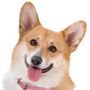 corgi