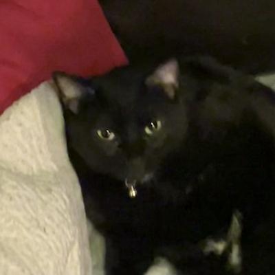 callie@social.besties.house